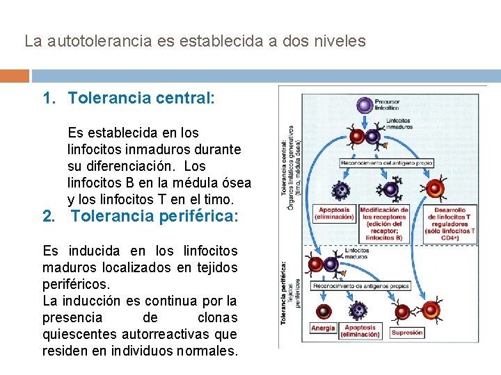 La autotolerancia es establecida a dos niveles 1. Tolerancia central: Es establecida en los