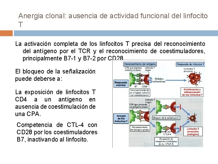 Anergia clonal: ausencia de actividad funcional del linfocito T La activación completa de los