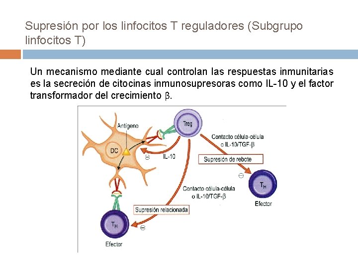 Supresión por los linfocitos T reguladores (Subgrupo linfocitos T) Un mecanismo mediante cual controlan