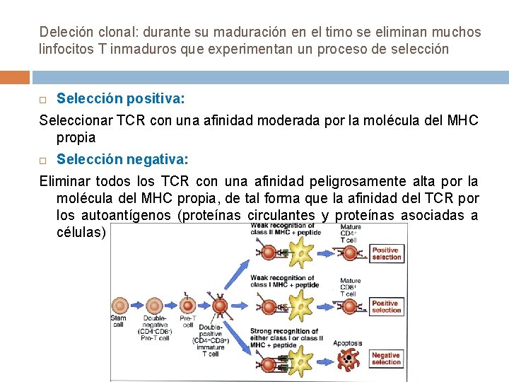 Deleción clonal: durante su maduración en el timo se eliminan muchos linfocitos T inmaduros