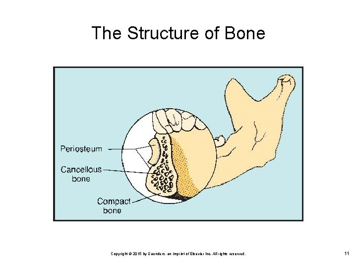 The Structure of Bone Copyright © 2015 by Saunders, an imprint of Elsevier Inc.