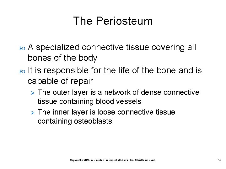 The Periosteum A specialized connective tissue covering all bones of the body It is