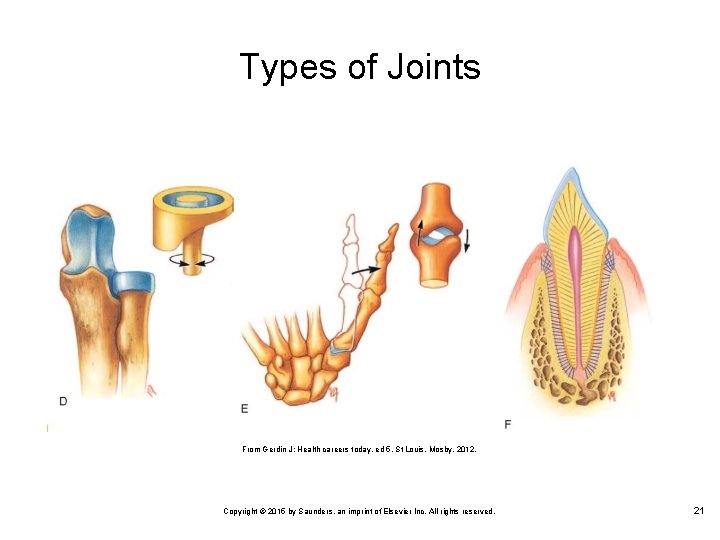 Types of Joints From Gerdin J: Health careers today, ed 5, St Louis, Mosby,