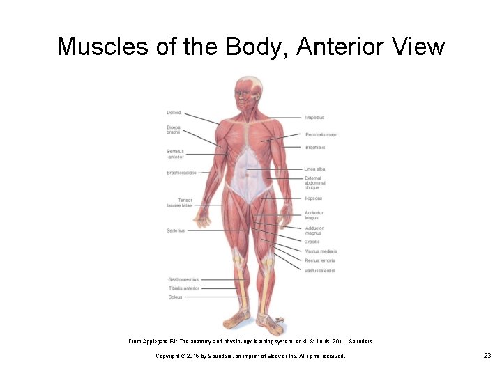 Muscles of the Body, Anterior View From Applegate EJ: The anatomy and physiol ogy