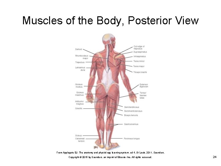 Muscles of the Body, Posterior View From Applegate EJ: The anatomy and physiol ogy
