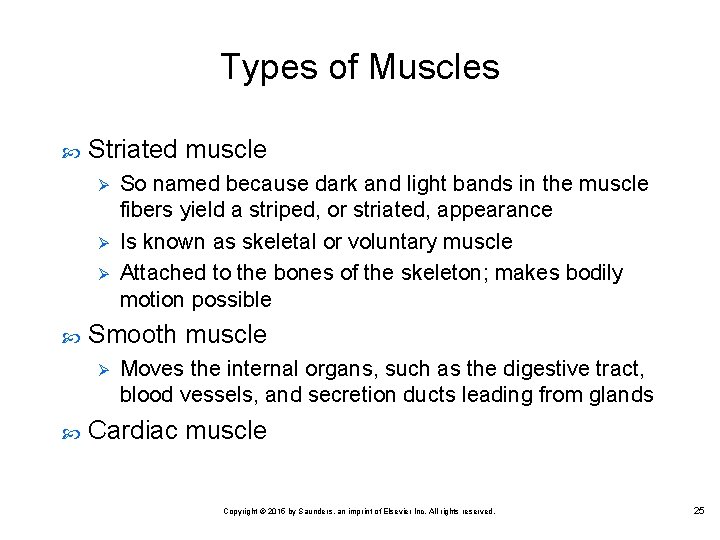 Types of Muscles Striated muscle Ø Ø Ø Smooth muscle Ø So named because