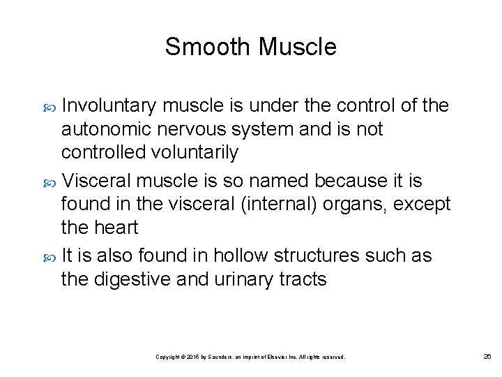 Smooth Muscle Involuntary muscle is under the control of the autonomic nervous system and
