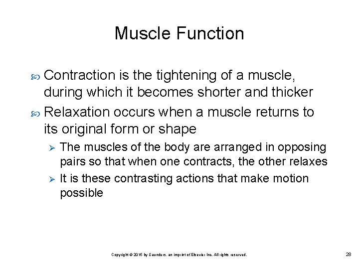 Muscle Function Contraction is the tightening of a muscle, during which it becomes shorter
