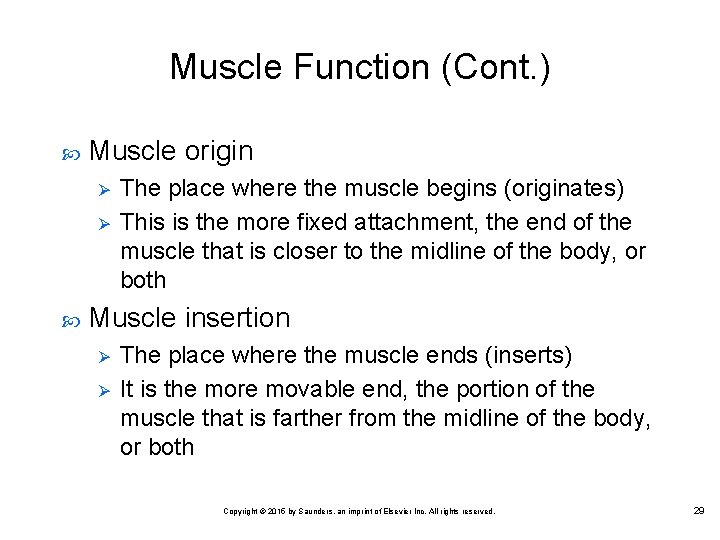Muscle Function (Cont. ) Muscle origin Ø Ø The place where the muscle begins