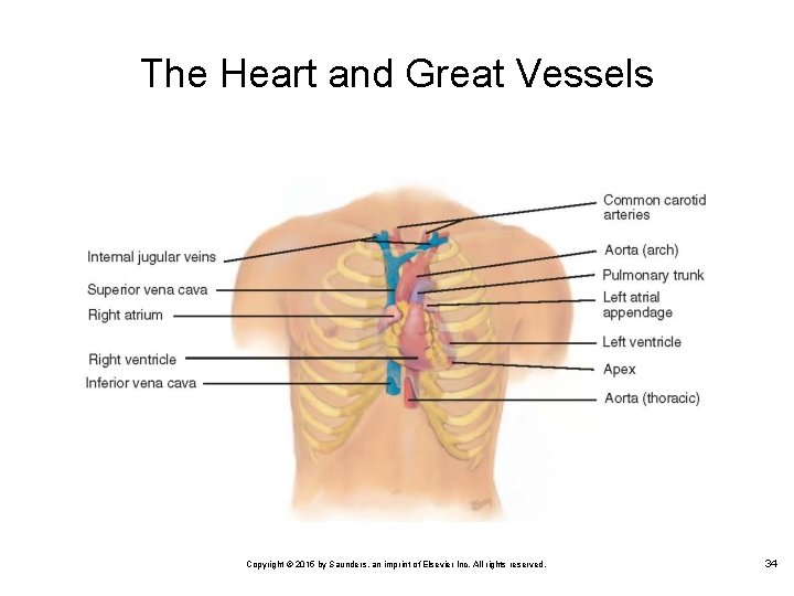 The Heart and Great Vessels Copyright © 2015 by Saunders, an imprint of Elsevier