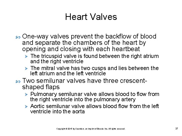 Heart Valves One way valves prevent the backflow of blood and separate the chambers
