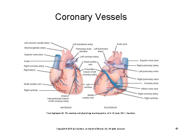 Coronary Vessels From Applegate EJ: The anatomy and physiol ogy learning system, ed 4,