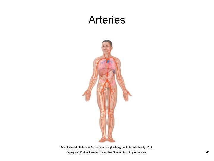Arteries From Patton KT, Thibodeau GA: Anatomy and physiology, ed 8, St Louis, Mosby,