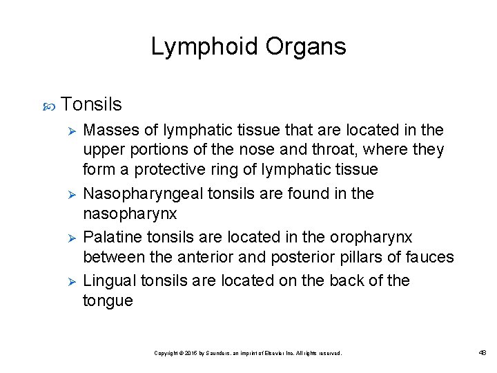 Lymphoid Organs Tonsils Ø Ø Masses of lymphatic tissue that are located in the