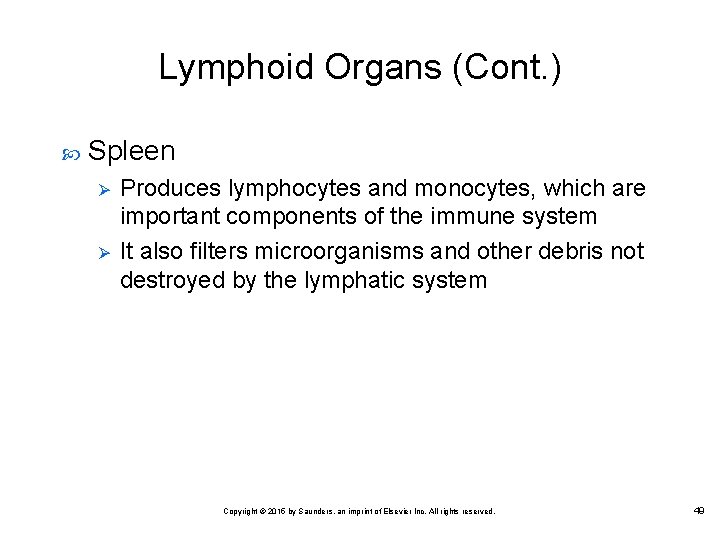 Lymphoid Organs (Cont. ) Spleen Ø Ø Produces lymphocytes and monocytes, which are important