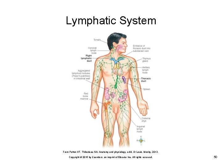 Lymphatic System From Patton KT, Thibodeau GA: Anatomy and physiology, ed 8, St Louis,