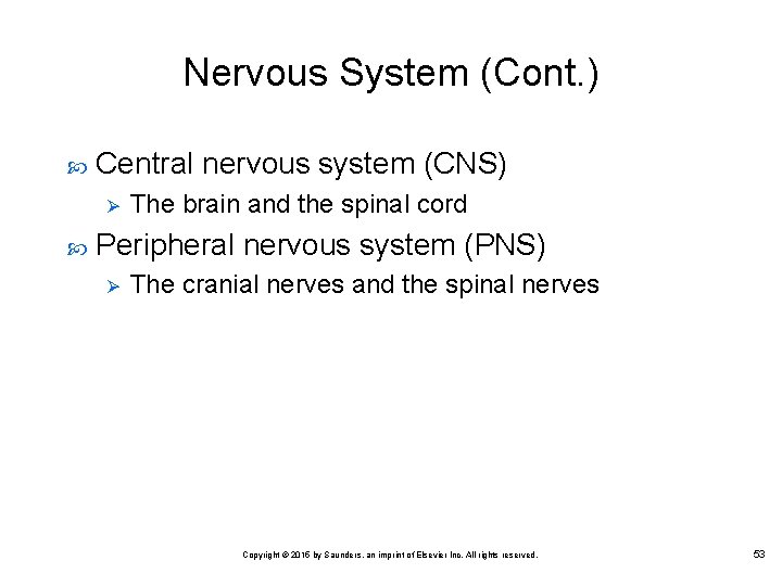 Nervous System (Cont. ) Central nervous system (CNS) Ø The brain and the spinal