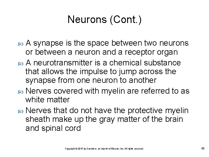 Neurons (Cont. ) A synapse is the space between two neurons or between a
