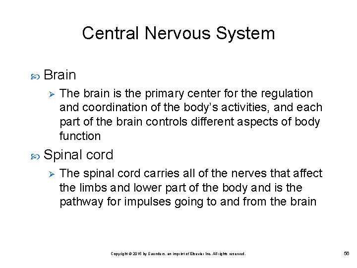 Central Nervous System Brain Ø The brain is the primary center for the regulation