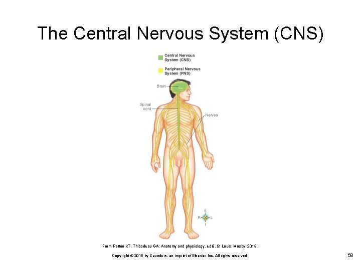 The Central Nervous System (CNS) From Patton KT, Thibodeau GA: Anatomy and physiology, ed
