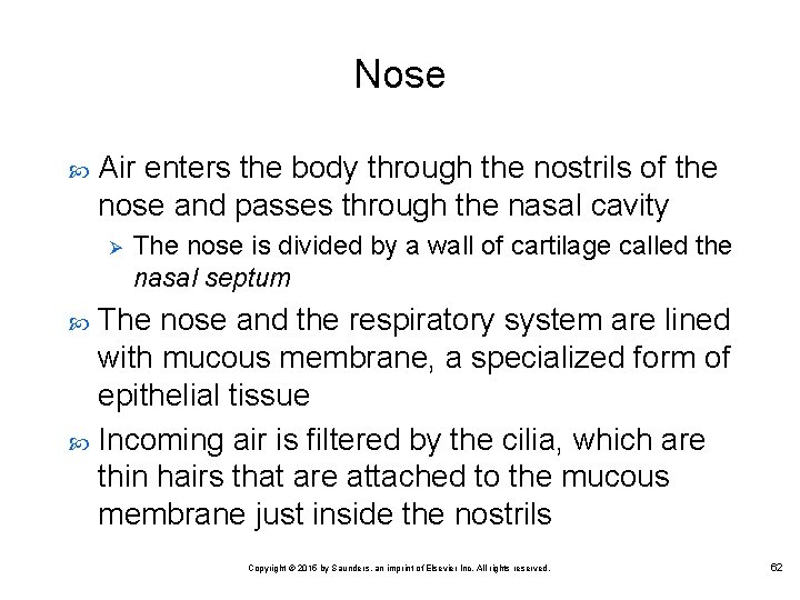 Nose Air enters the body through the nostrils of the nose and passes through