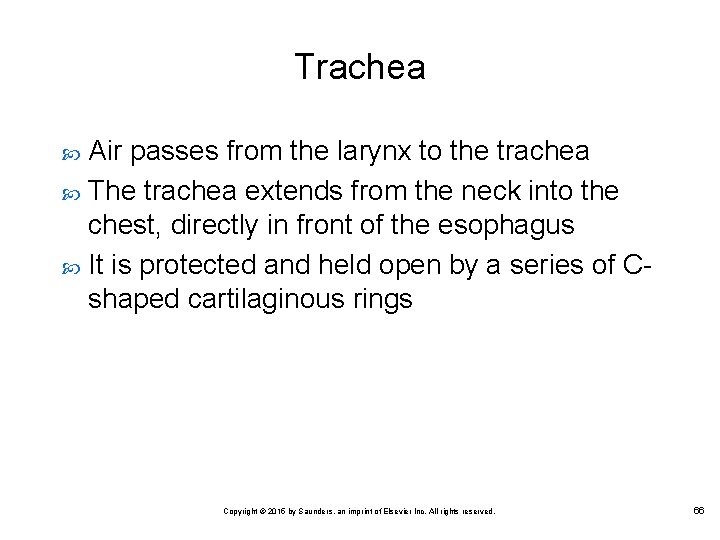 Trachea Air passes from the larynx to the trachea The trachea extends from the