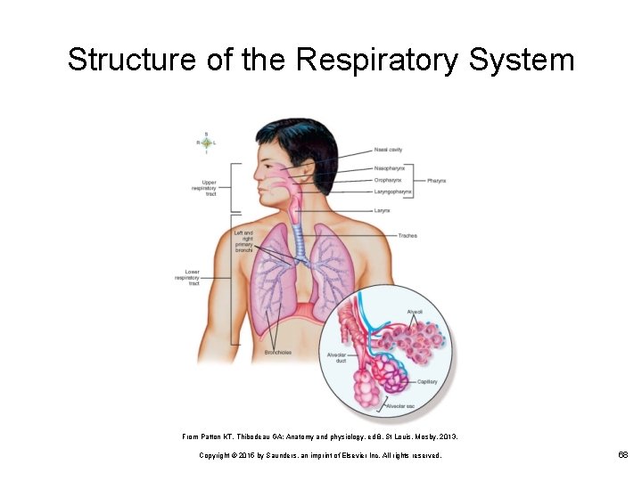 Structure of the Respiratory System From Patton KT, Thibodeau GA: Anatomy and physiology, ed