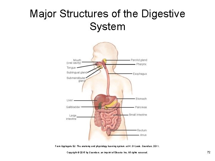 Major Structures of the Digestive System From Applegate EJ: The anatomy and physiology learning