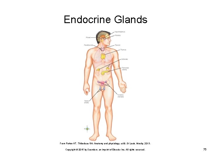 Endocrine Glands From Patton KT, Thibodeau GA: Anatomy and physiology, ed 8, St Louis,
