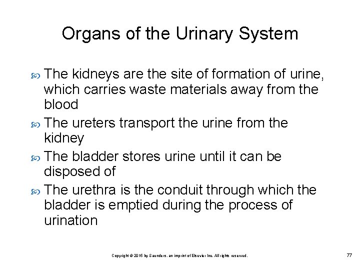 Organs of the Urinary System The kidneys are the site of formation of urine,