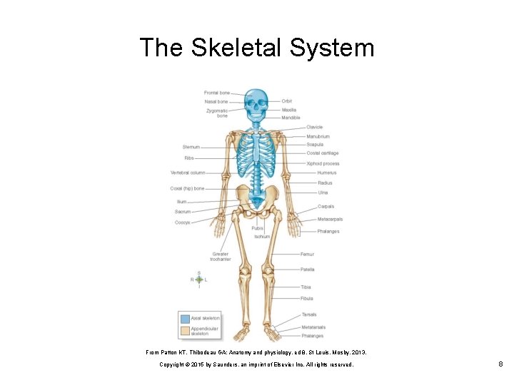 The Skeletal System From Patton KT, Thibodeau GA: Anatomy and physiology, ed 8, St