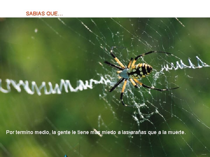 SABIAS QUE… Por termino medio, la gente le tiene más miedo a las arañas