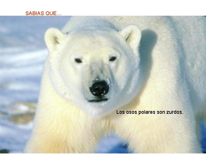 SABIAS QUE… Los osos polares son zurdos. 