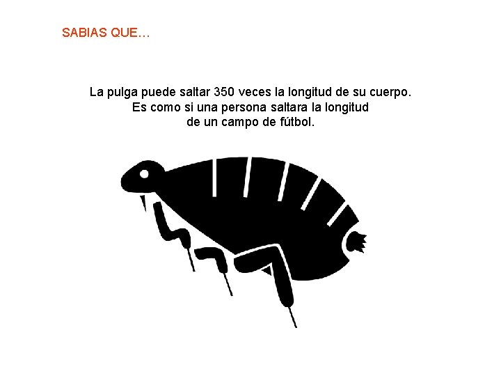 SABIAS QUE… La pulga puede saltar 350 veces la longitud de su cuerpo. Es