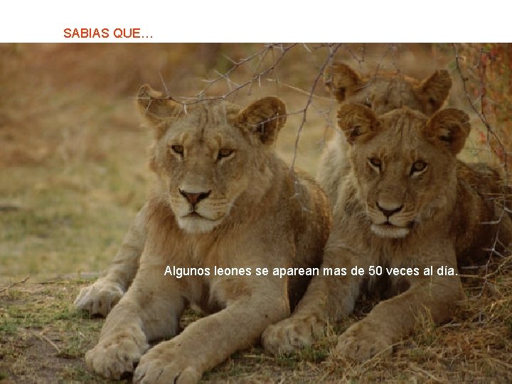 SABIAS QUE… Algunos leones se aparean mas de 50 veces al día. 