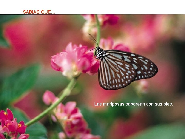 SABIAS QUE… Las mariposas saborean con sus pies. 