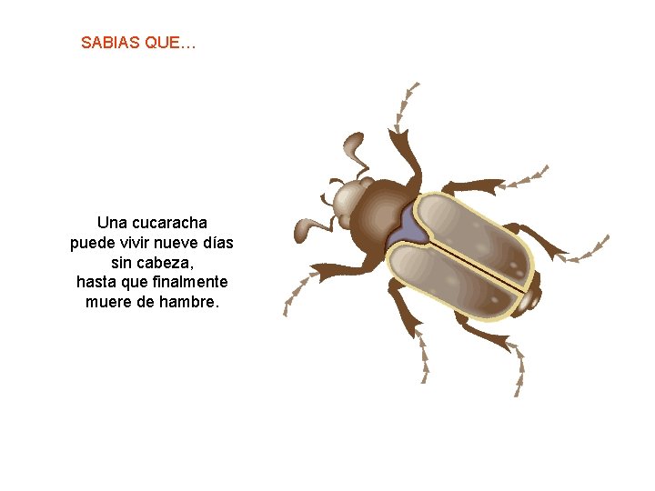 SABIAS QUE… Una cucaracha puede vivir nueve días sin cabeza, hasta que finalmente muere