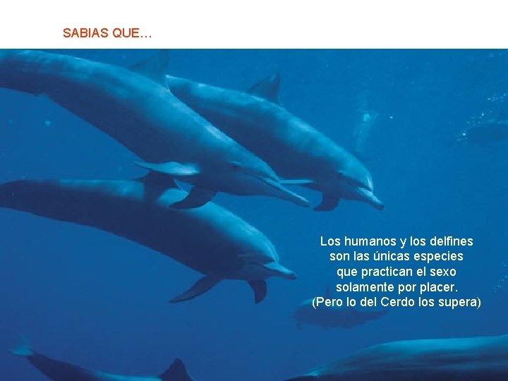 SABIAS QUE… Los humanos y los delfines son las únicas especies que practican el