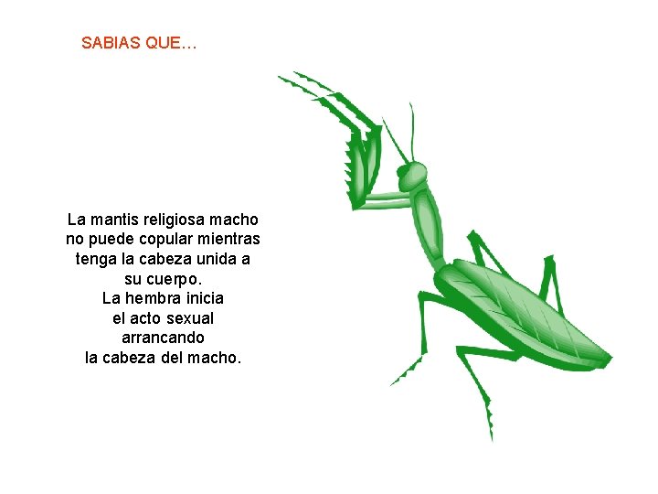 SABIAS QUE… La mantis religiosa macho no puede copular mientras tenga la cabeza unida