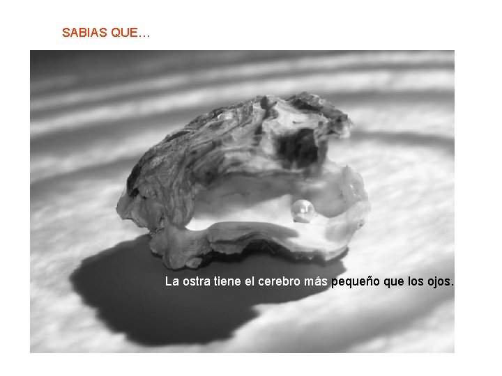 SABIAS QUE… La ostra tiene el cerebro más pequeño que los ojos. 