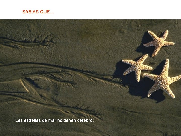 SABIAS QUE… Las estrellas de mar no tienen cerebro. 