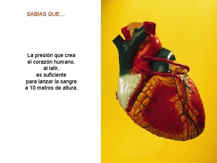 SABIAS QUE… La presión que crea el corazón humano, al latir, es suficiente para