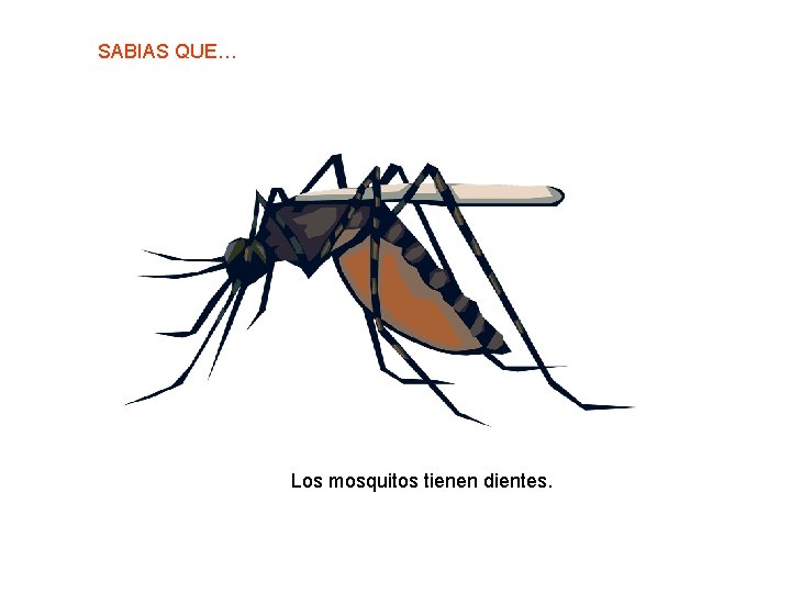 SABIAS QUE… Los mosquitos tienen dientes. 