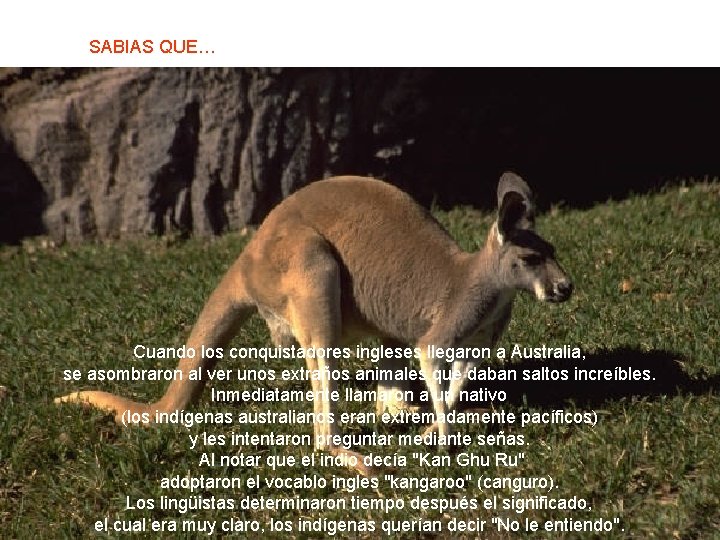 SABIAS QUE… Cuando los conquistadores ingleses llegaron a Australia, se asombraron al ver unos