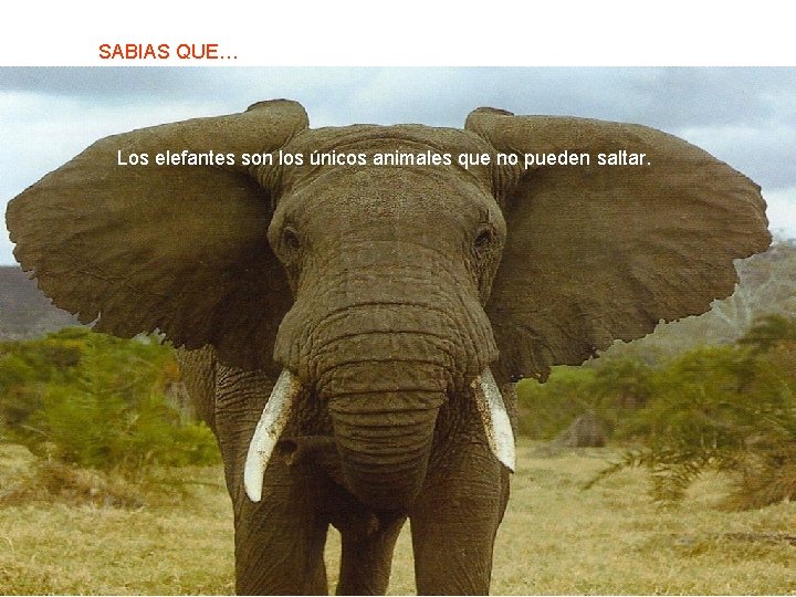 SABIAS QUE… Los elefantes son los únicos animales que no pueden saltar. 