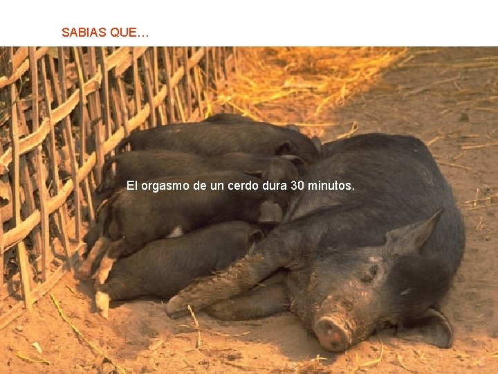 SABIAS QUE… El orgasmo de un cerdo dura 30 minutos. 