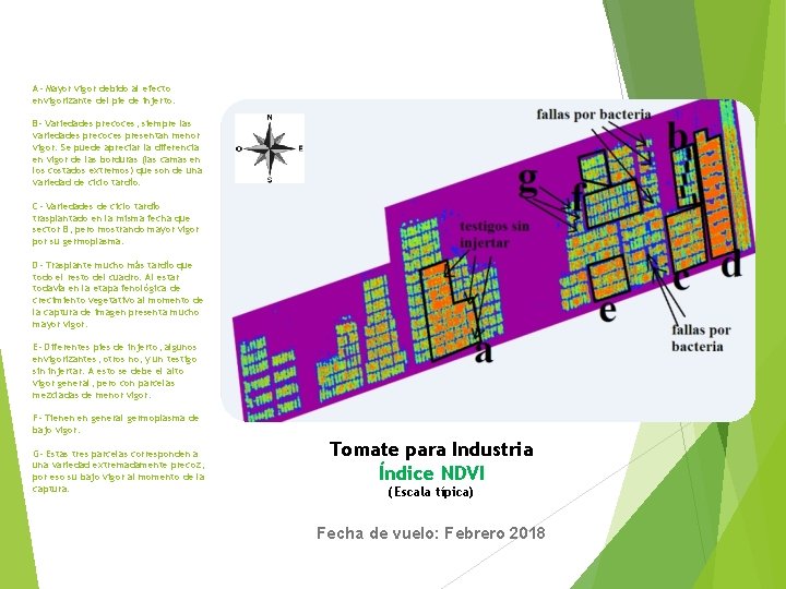 A- Mayor vigor debido al efecto envigorizante del pie de injerto. B- Variedades precoces,