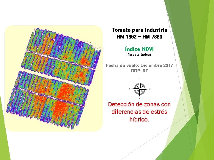 Tomate para Industria HM 1892 - HM 7883 Índice NDVI (Escala típica) Fecha de