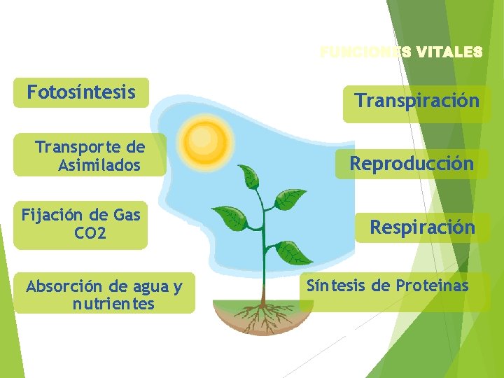 FUNCIONES VITALES Fotosíntesis Transpiración Transporte de Asimilados Reproducción Fijación de Gas CO 2 Respiración