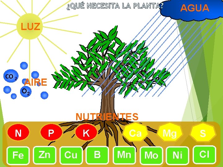 ¿QUÉ NECESITA LA PLANTA? AGUA LUZ CO 2 AIRE O 2 NUTRIENTES N Fe